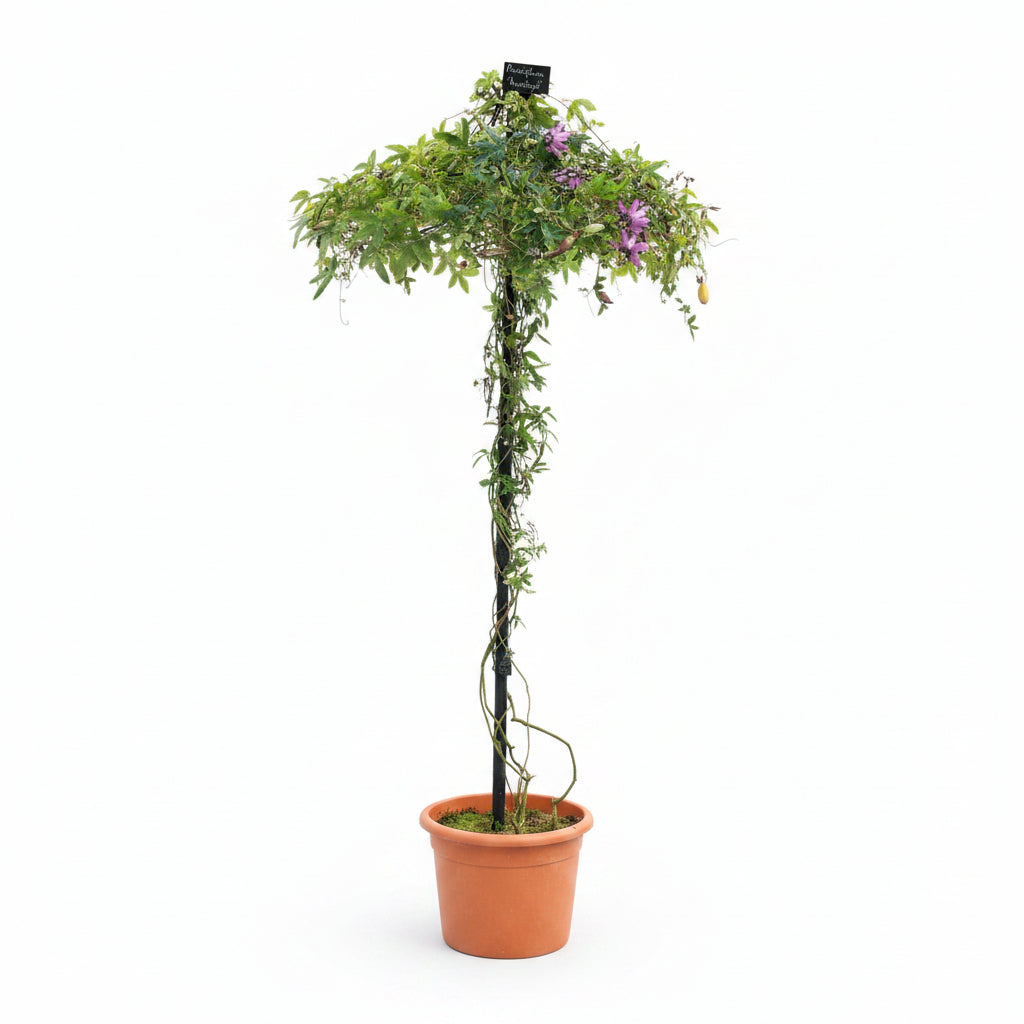 Potted plant in a greenhouse with other plants around