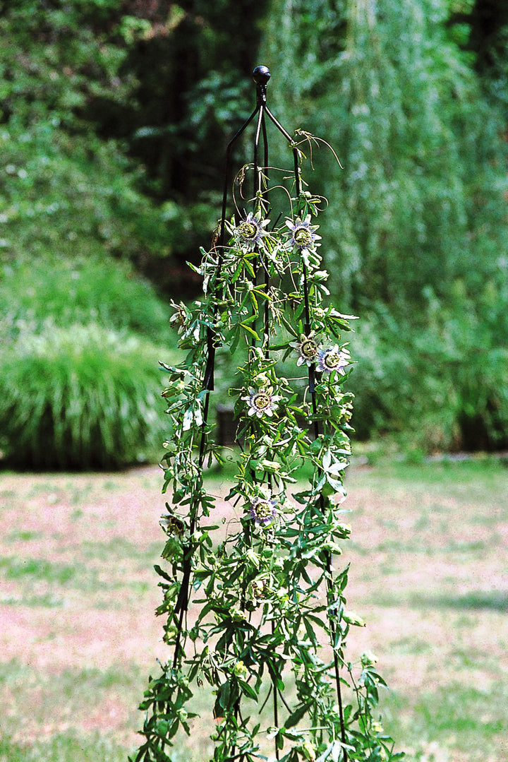 Garden Classic Climbing Column