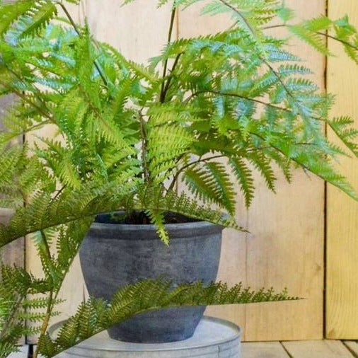 Faux Bracken Fern Bush In Pot